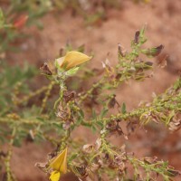 Crotalaria lunulata B.Heyne ex Wight & Arn.